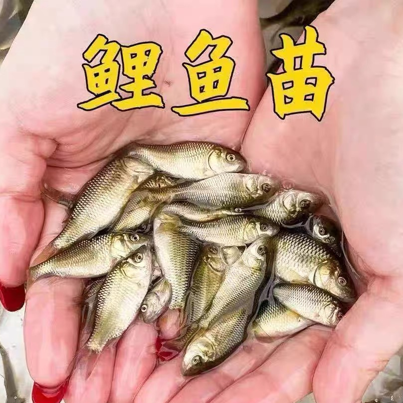 头批鲤鱼红鲤鱼易养稻田养殖稻田鲤鱼塘养殖【正品发货】