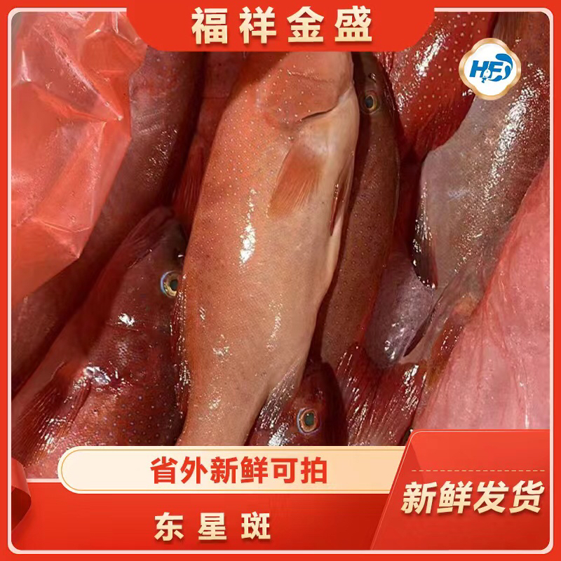 福建地区海鲜东星斑3斤起寄顺丰