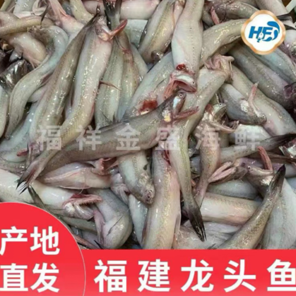 福建海鲜龙头鱼（豆腐鱼）5斤