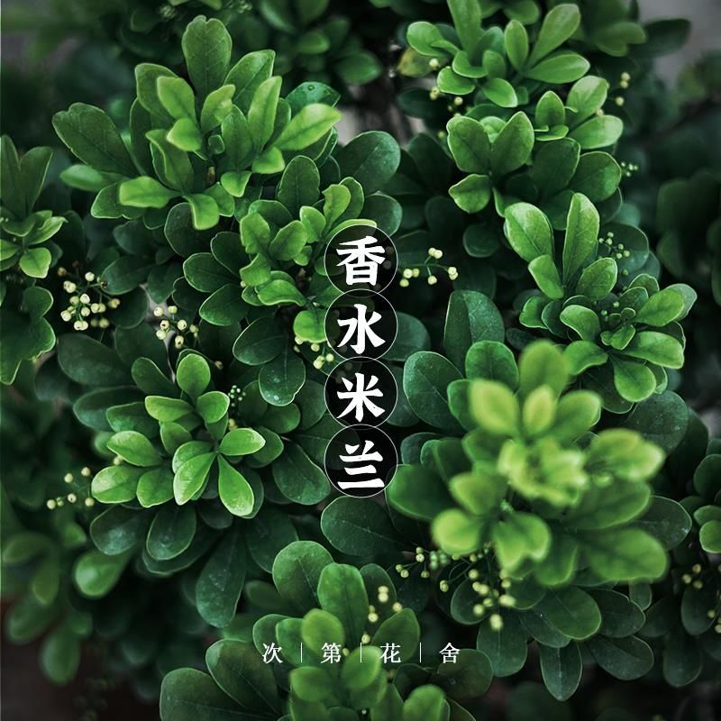 正宗香水米兰花盆栽四季开花阳台庭院好养易活米兰树苗吸甲醛绿植