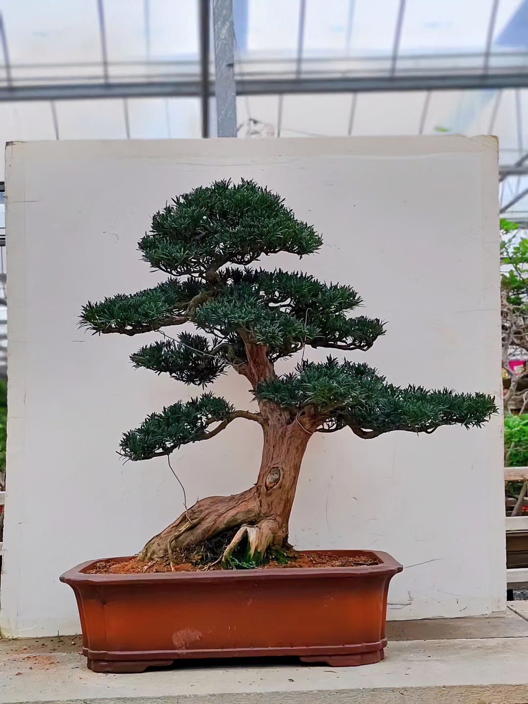 直播间一物一拍精品室内外盆景罗汉松盆景庭院景观700-900链接