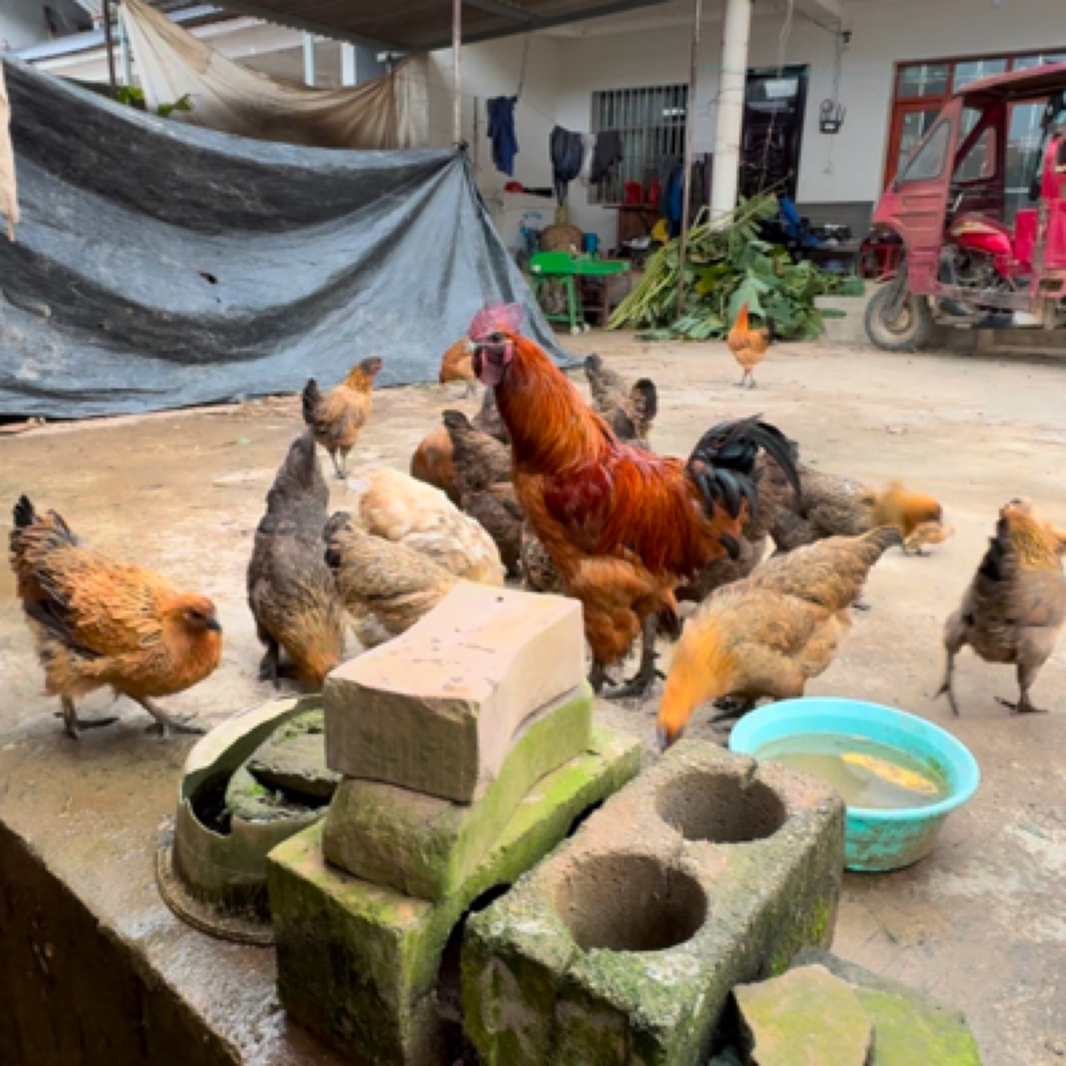 土鸡改价链接（宰杀不退，顺丰陆运，陆运，介意勿拍）