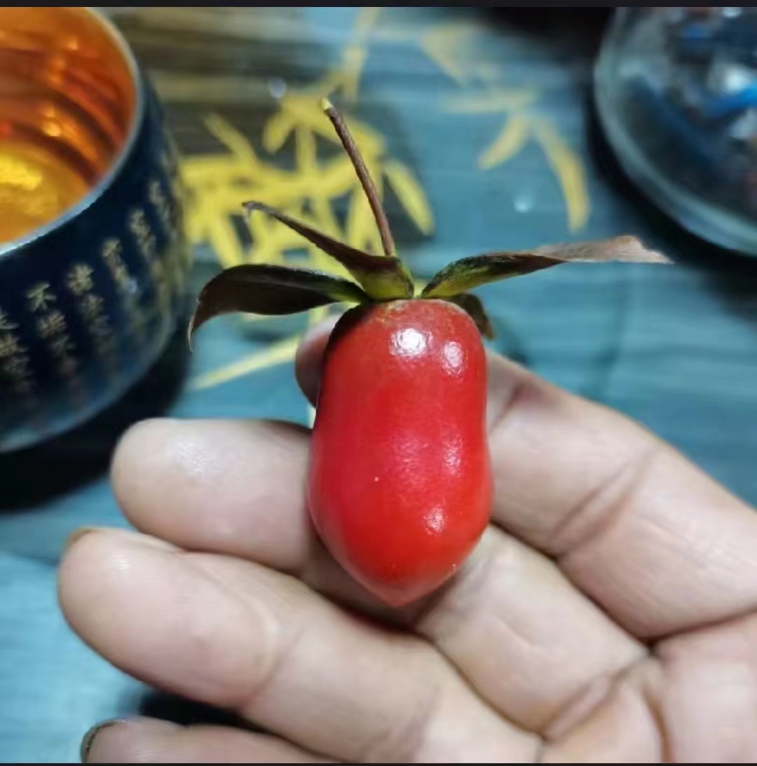 老鸦柿自制盆景素材