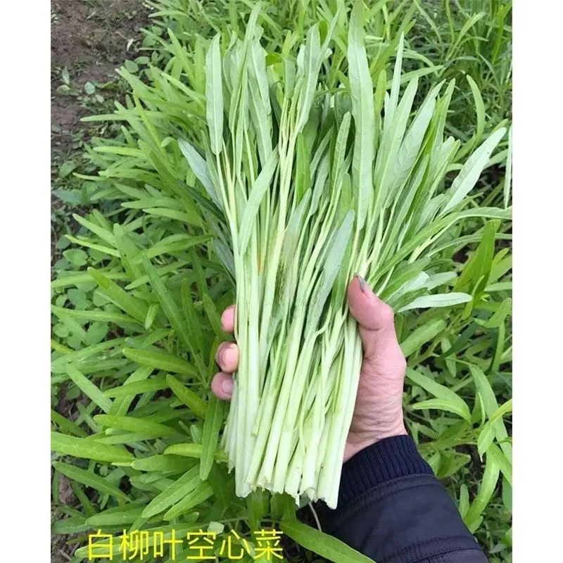 高产白骨柳叶空心菜种子耐寒小柳叶空心菜白根白梗蔬菜种阳台盆栽