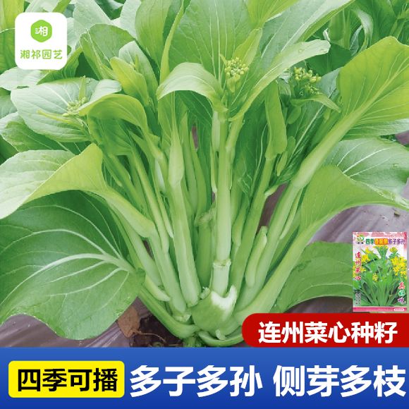 多子多孙甜菜心种子多心白菜苔种籽连州青菜籽农家高产蔬菜种孑籽