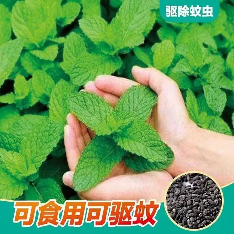 薄荷种子可食用驱蚊虫猫薄荷种籽孑四季种植室内室外阳台夏季盆栽