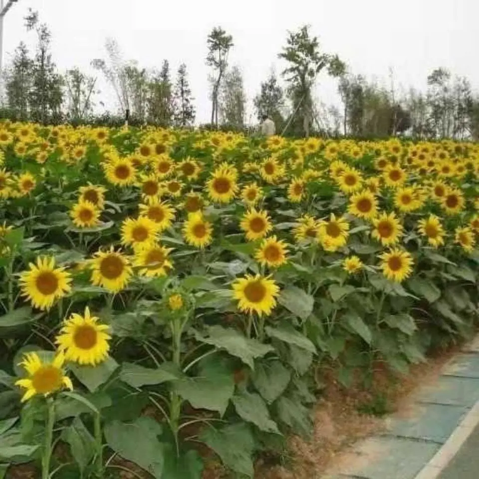 食用型矮杆向日葵种子新鲜高产瓜子种子阳台大田种植蔬菜四季高产