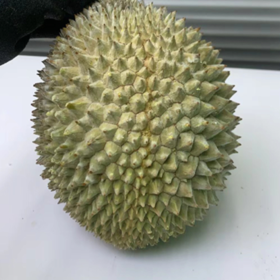 猴哥小品种竹脚朱雀葫芦红虾等马来西亚液氮冷冻进口