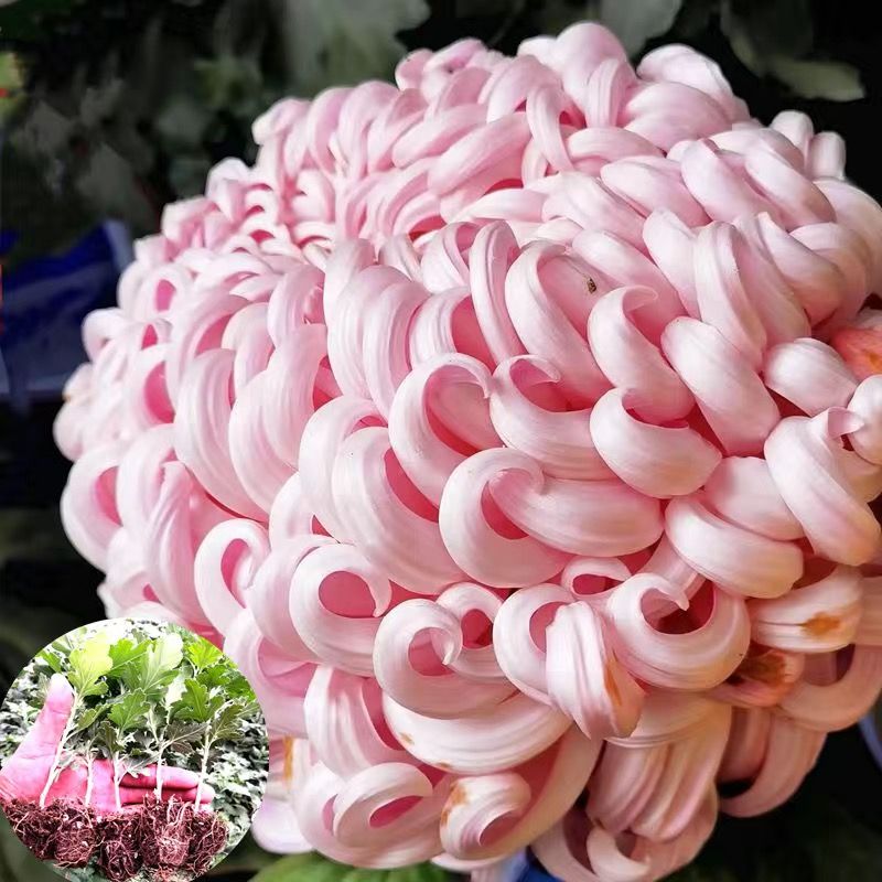 菊花苗 大花菊，独本菊随机，多头菊一物一拍
