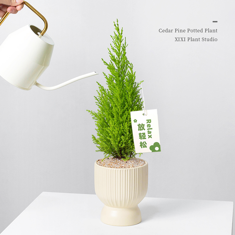 放青松绿植香松盆栽阳台客厅桌面绿植绿清新柠檬香圣诞树花卉