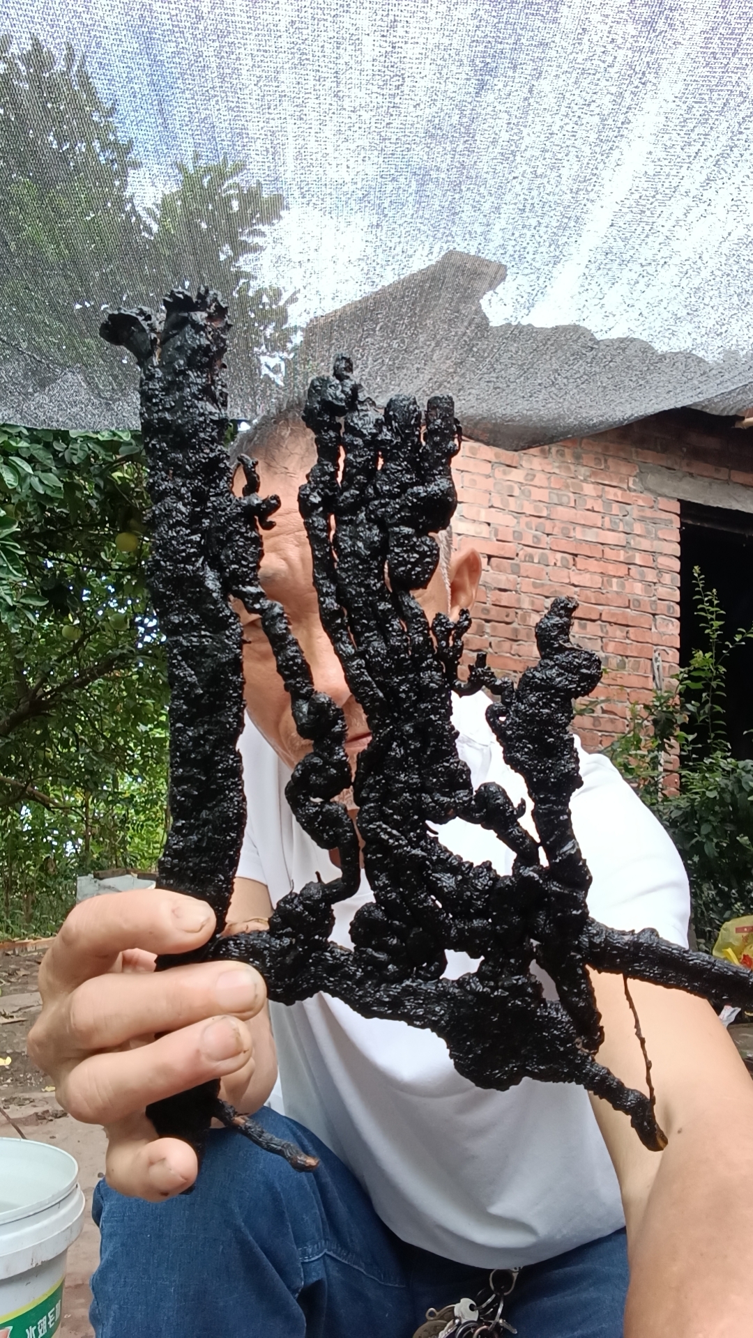 金弹子盆景苗圃陶瓷