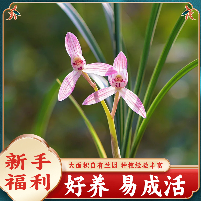 春草博兰轩兰花直播价格一物一拍兰花苗办公室内阳台好养