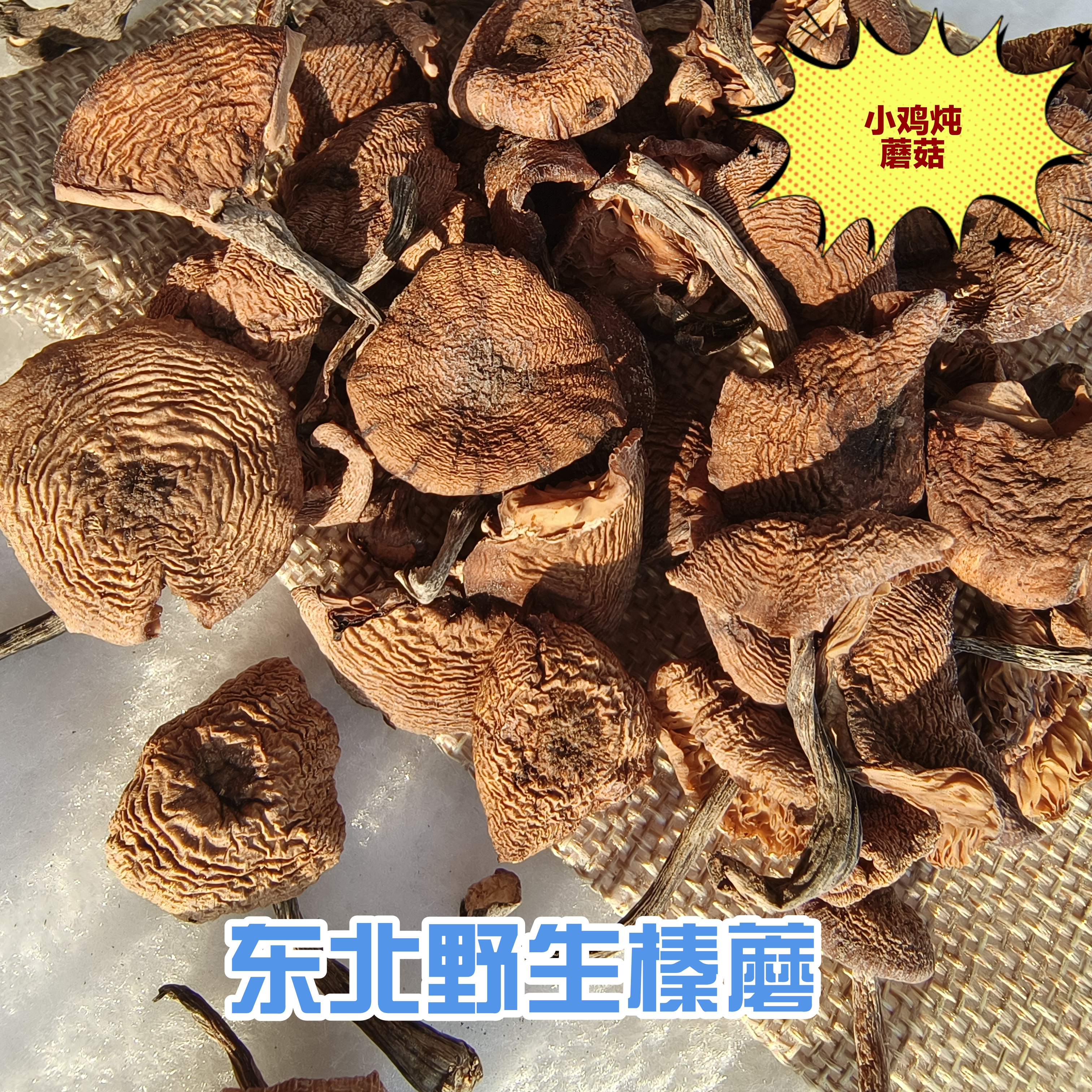 2025新野生榛蘑下山了，小鸡顿蘑菇用的榛蘑，营养山珍！