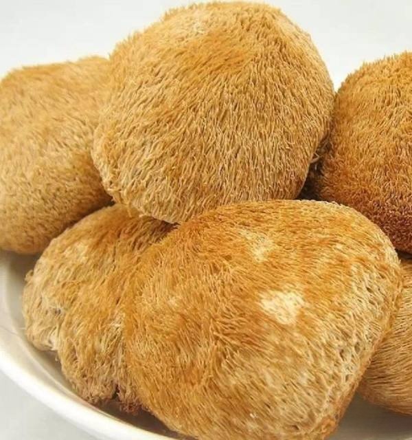 【交投专属】东北特产猴头菇，营养真功夫，可炒，可炖，可煲汤！