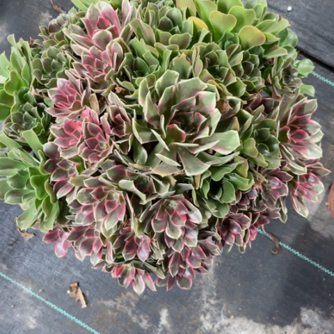多肉植物大浣纱阴阳