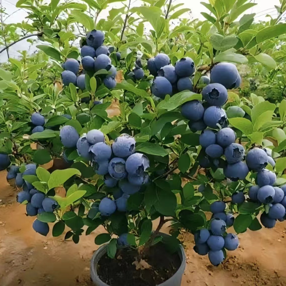 大果蓝莓树苗盆栽地栽果树苗蓝莓南北方种植阳台庭院种植当年结果