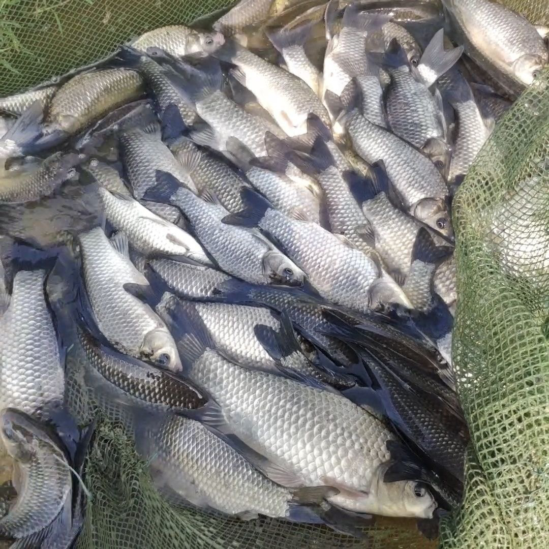 四川正宗中科5号鲫鱼鲜活水产鱼类可食用水产品