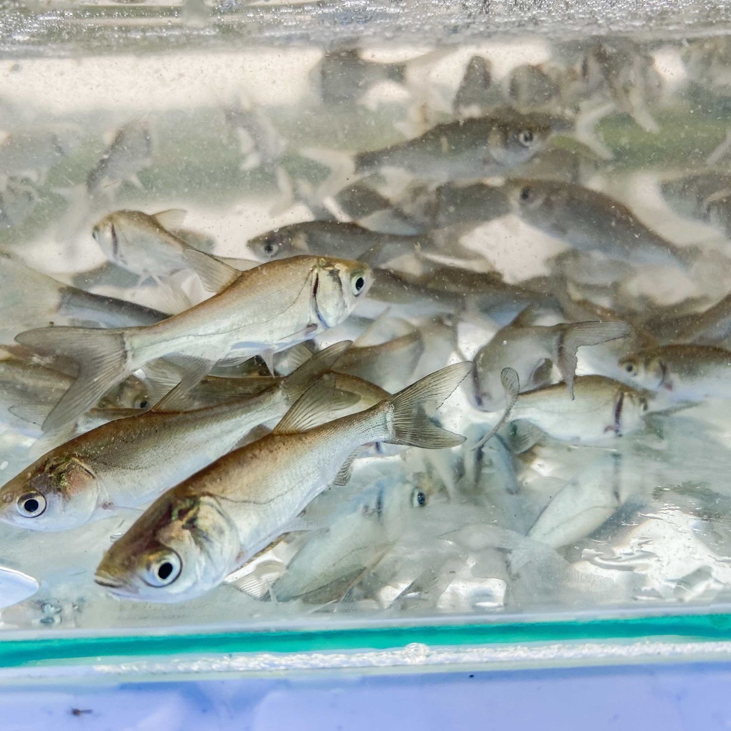 【正品】四川成都优质白鲢鱼鲜活水产长大可食用鱼类