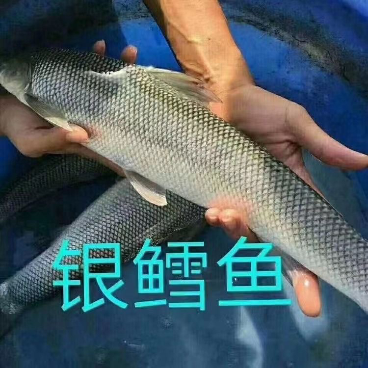 包正品/优质银鳕鱼大鳞鲃鱼可食用鱼塘养殖鱼鲜活水产