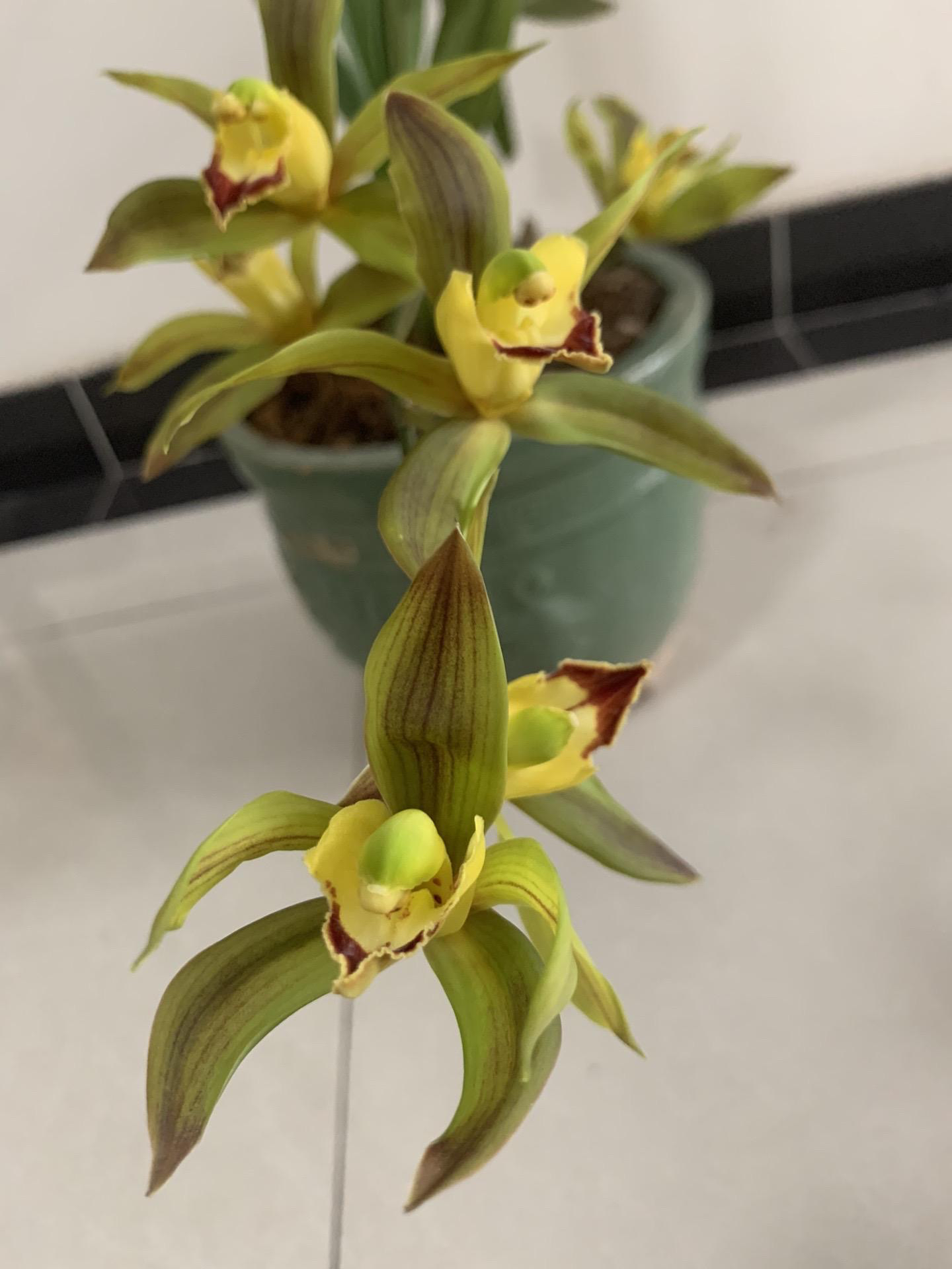 虎头兰 盆种 盆花 精品虎头兰花，各大虎头兰