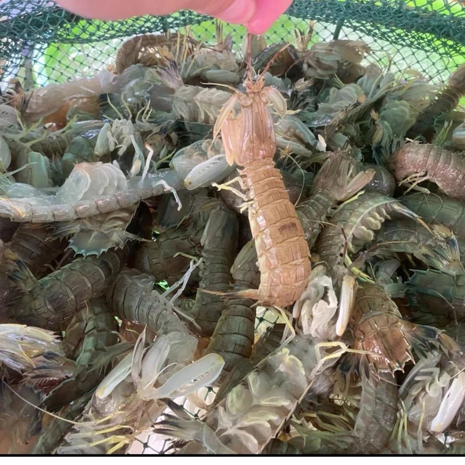 顺丰包邮  皮皮虾 濑尿虾 鲜活蒸熟发出