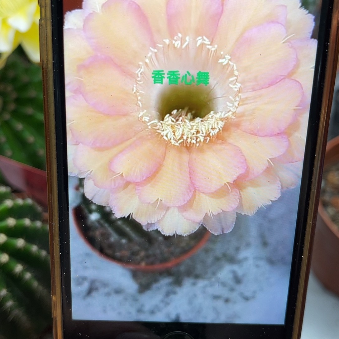 仙人球彩草心舞2公分左右