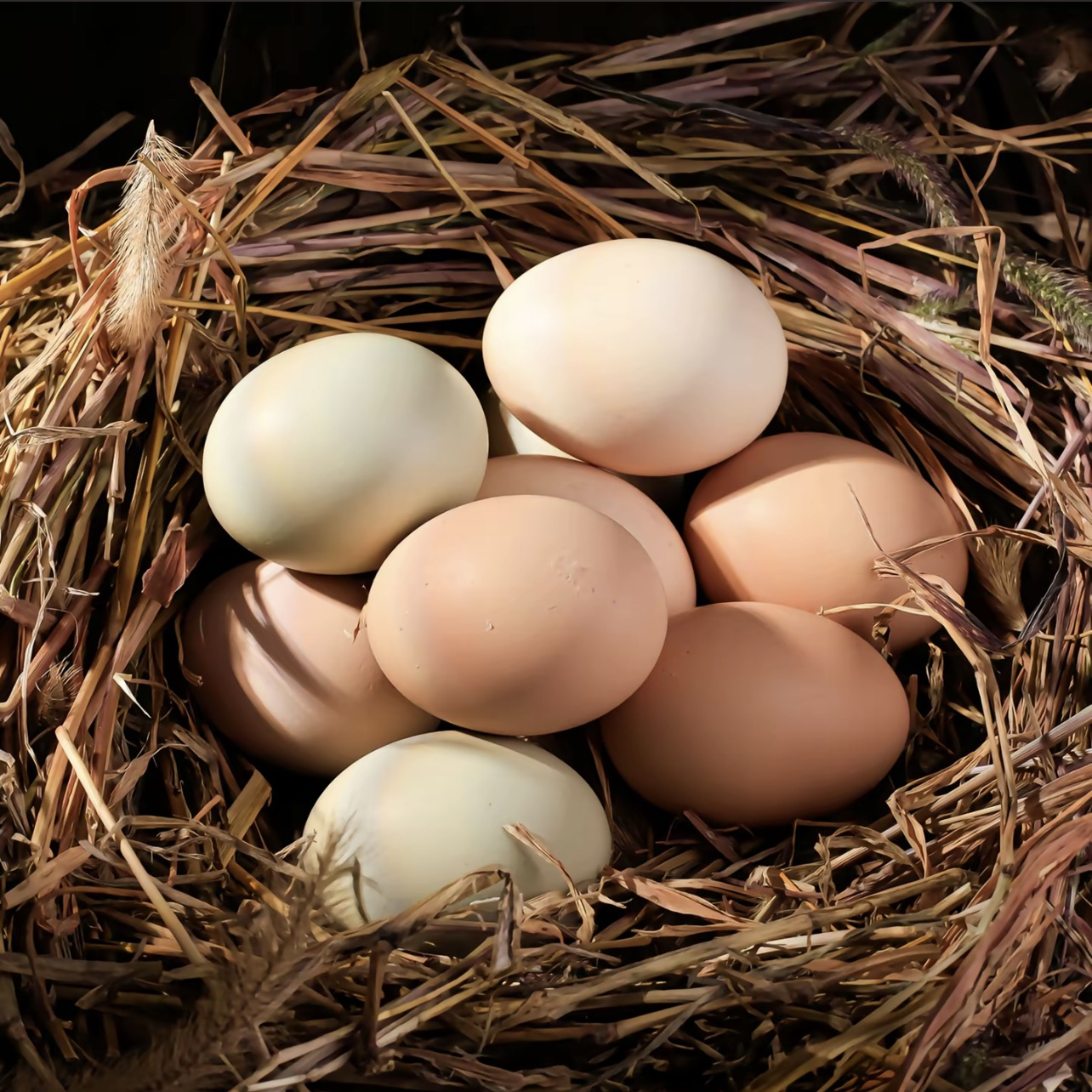 农家散养鸡、鸭、鹅蛋