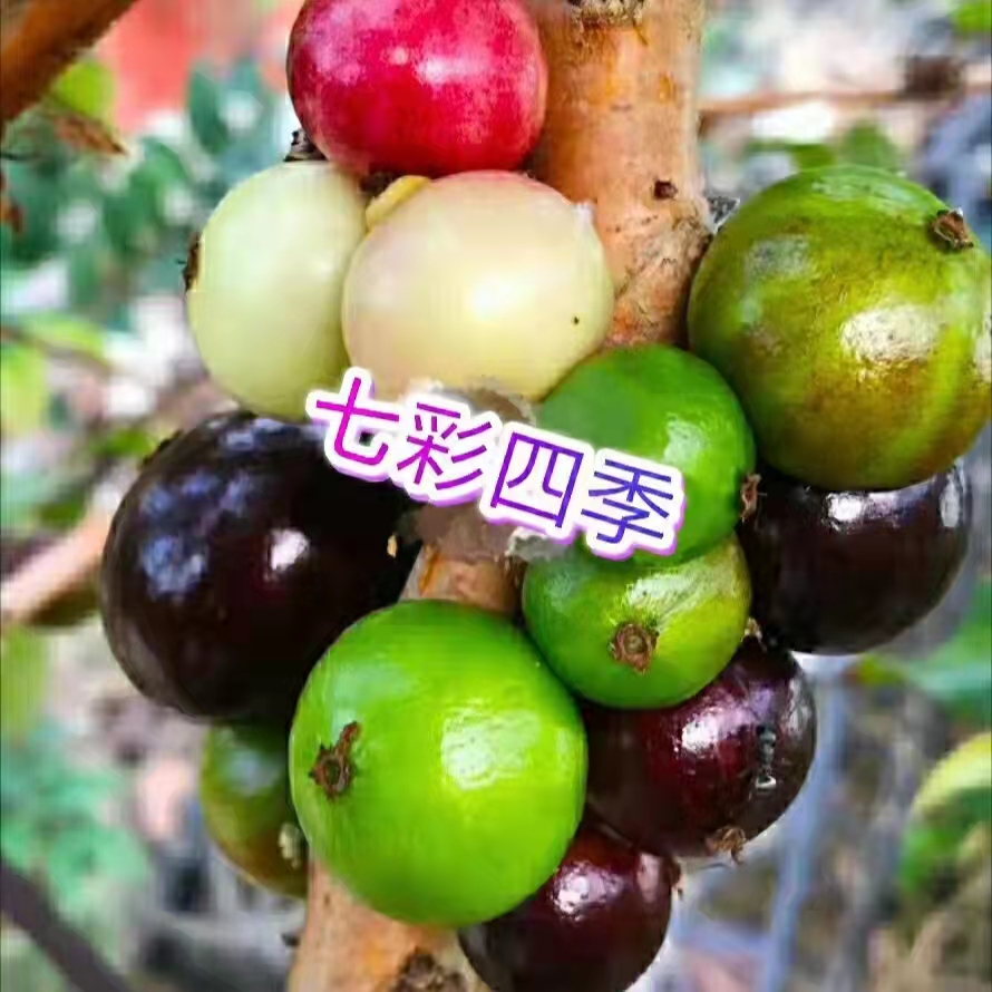 果树自选一物一拍2