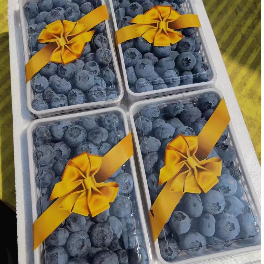 蓝莓【中果约1500g】四合一装 口感偏酸 大小有轻微差异 介意勿拍