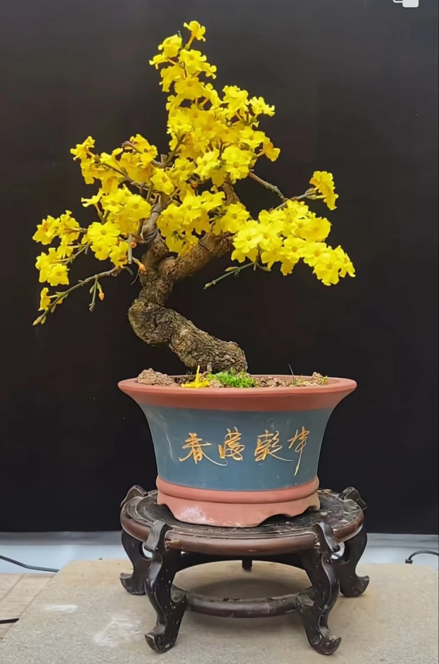 迎春·花·耐寒耐·旱，迎春·花·市四大·盆景·之一·