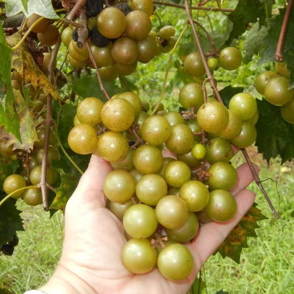 【妙妙】美洲圆叶葡萄一物一拍不包活