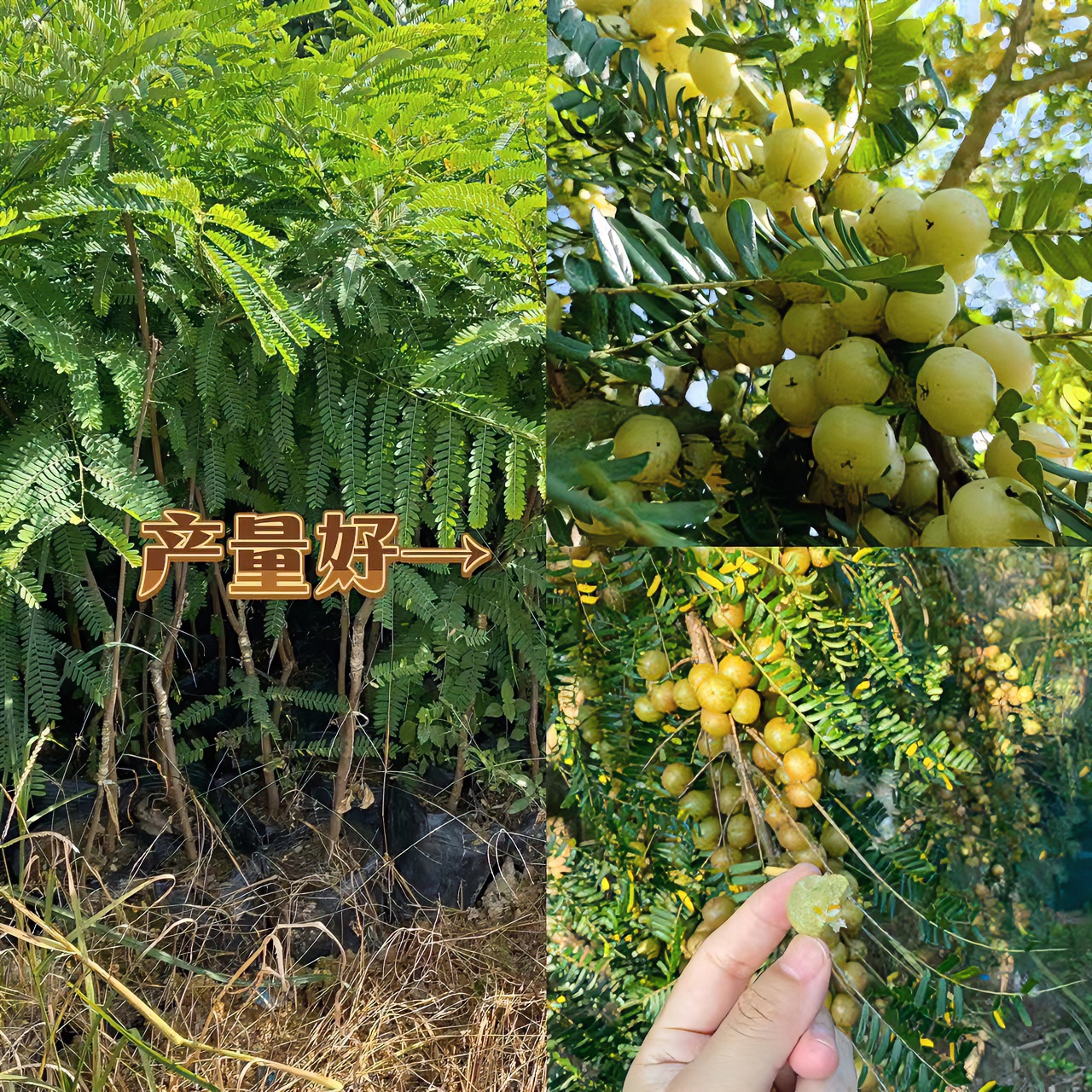 甜油柑果树苗嫁接油柑 余柑果 牛柑子苗带土包邮
