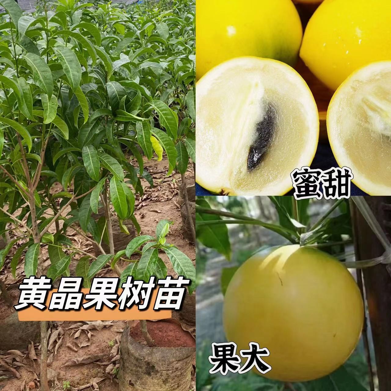 黄晶果6号 黄宝石黄晶果新品种树苗盆栽地栽种植