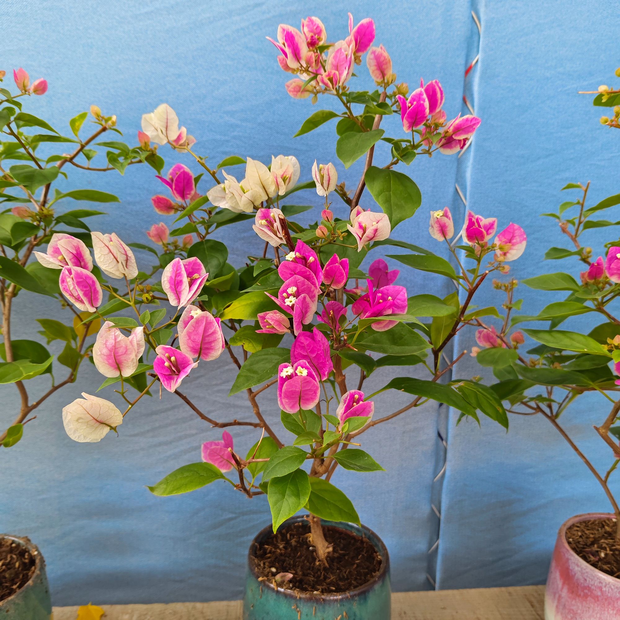 三角梅带盆栽好一物一拍