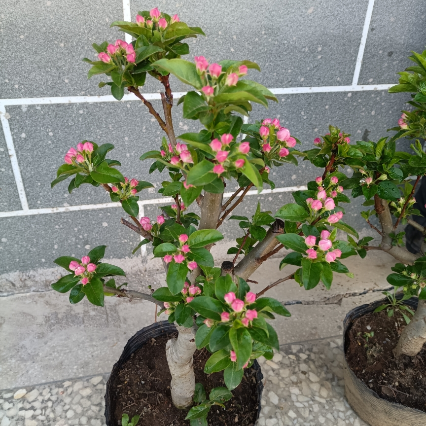 海棠花冬红果树苗盆景海棠盆栽地栽老桩