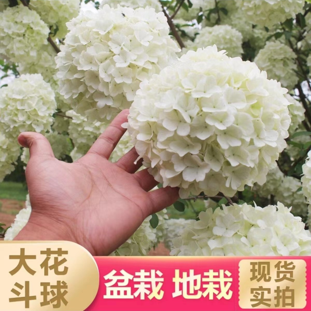 中华木绣球抖球 包对版