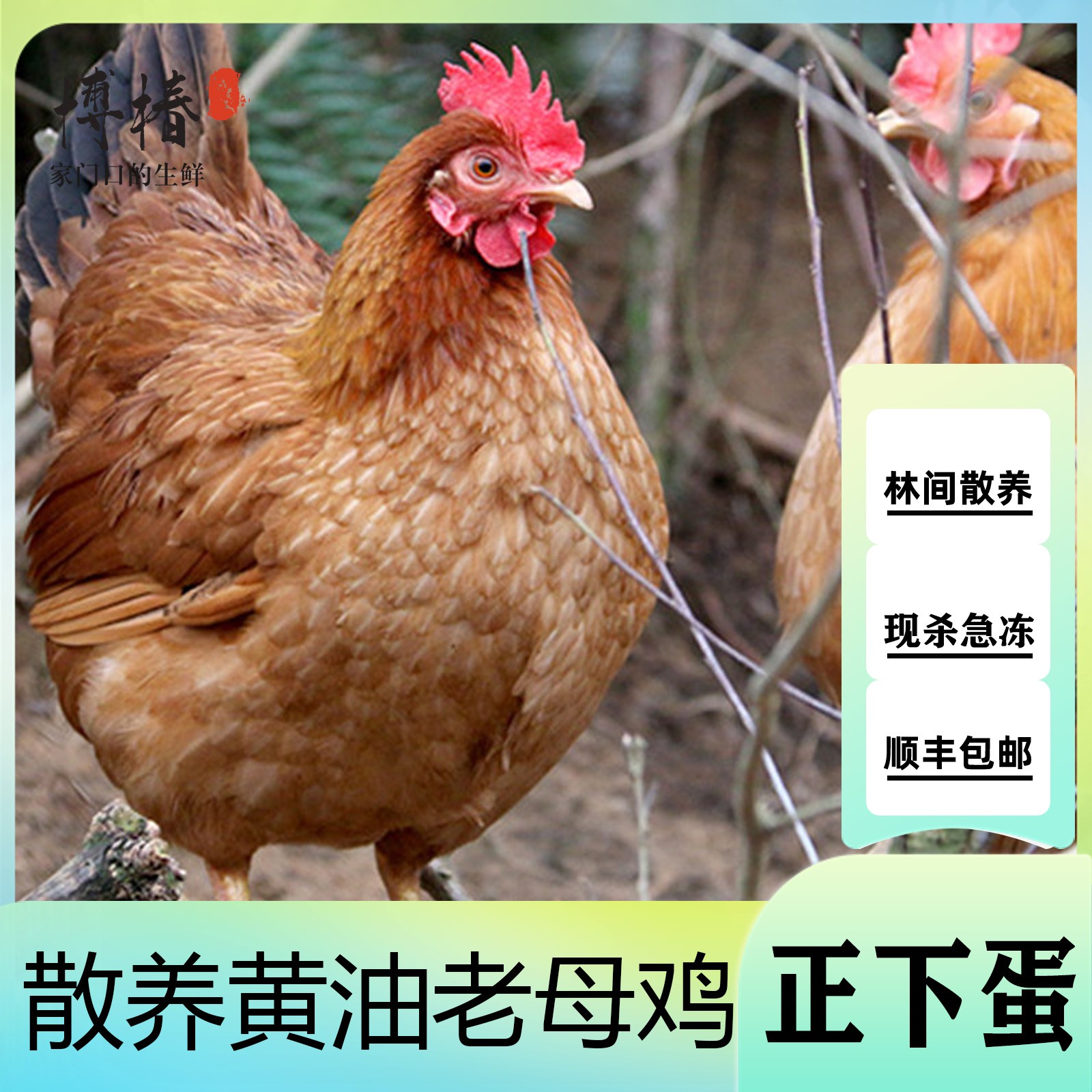 农家散养2年老母鸡 买3送1 共4只净重8-9斤带内脏 支持试吃