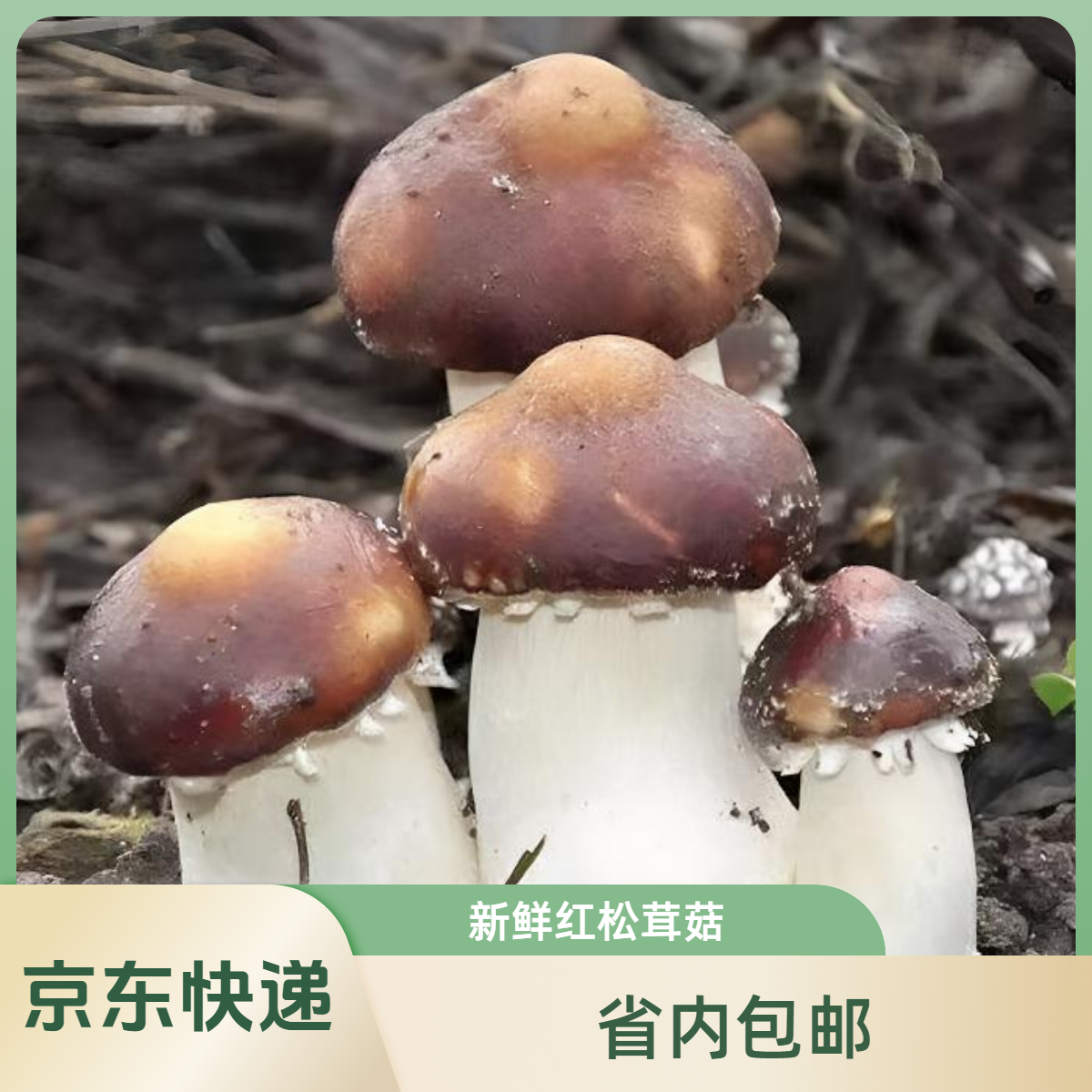 英德市盛村鲜红松茸（3斤）
