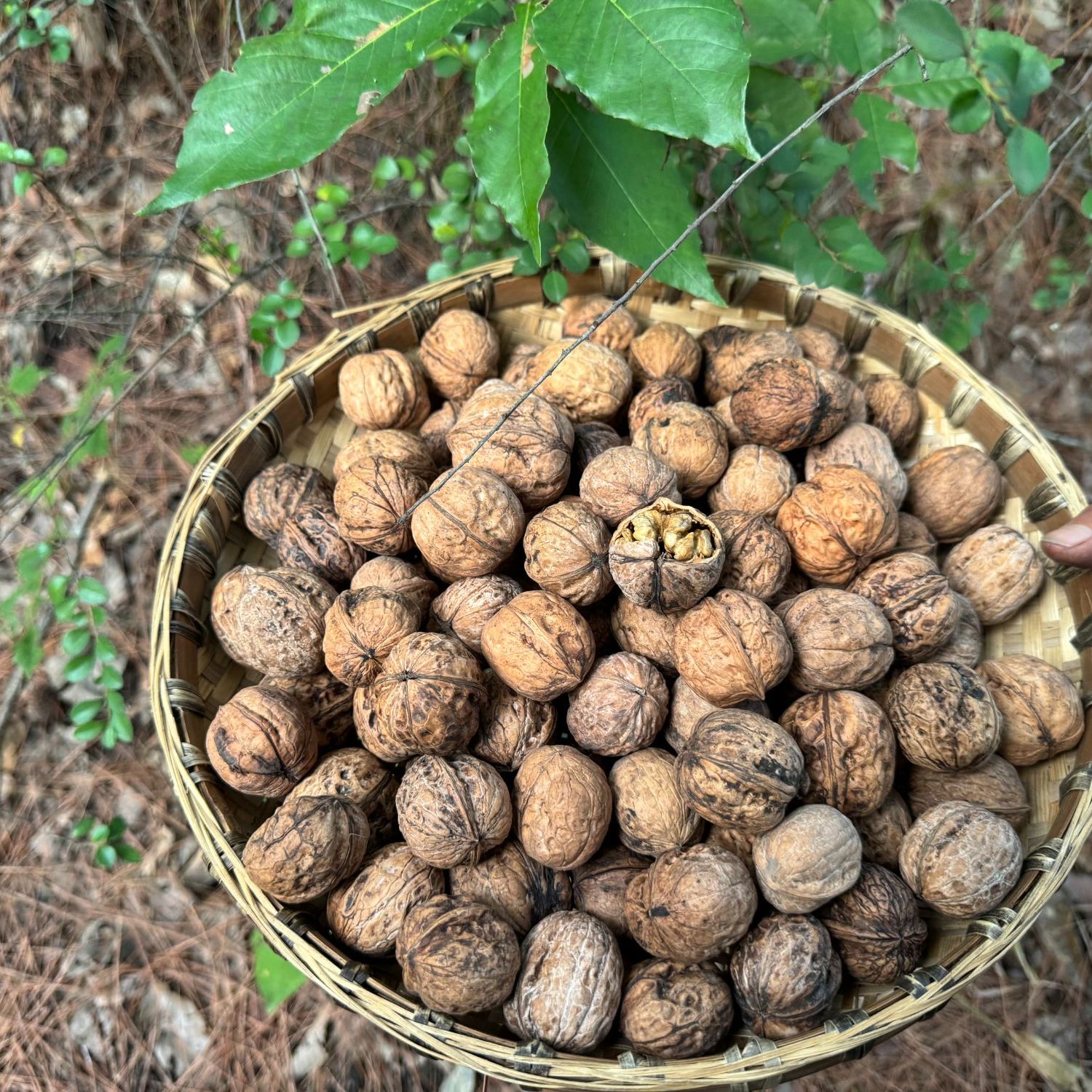 南江高山本地核桃，香甜可口。