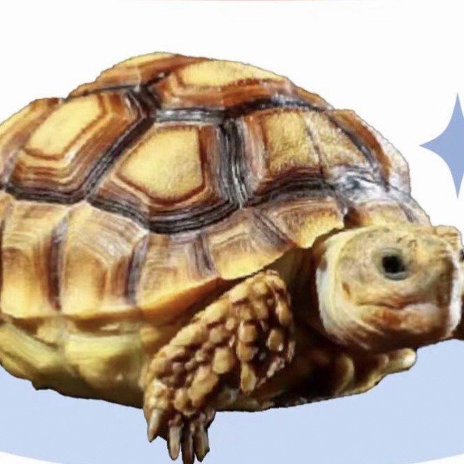 椰萝启雄苏卡达陆龟