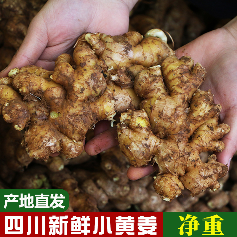 咗酱爷四川新鲜小黄姜1斤/3斤/5斤
