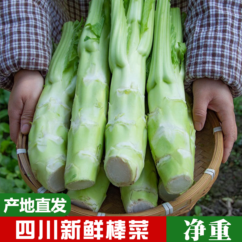 柯百鲜四川新鲜棒菜3斤/5斤/9斤