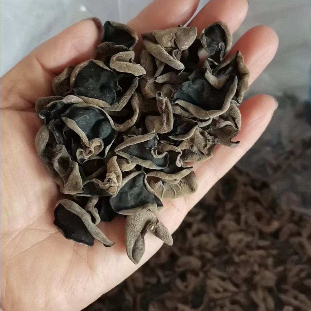 东北大兴安岭林地黑木耳/12.碗耳/精选500g