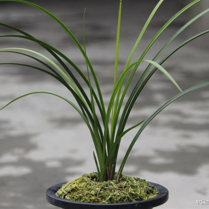 贵州兰花播播间付米链接