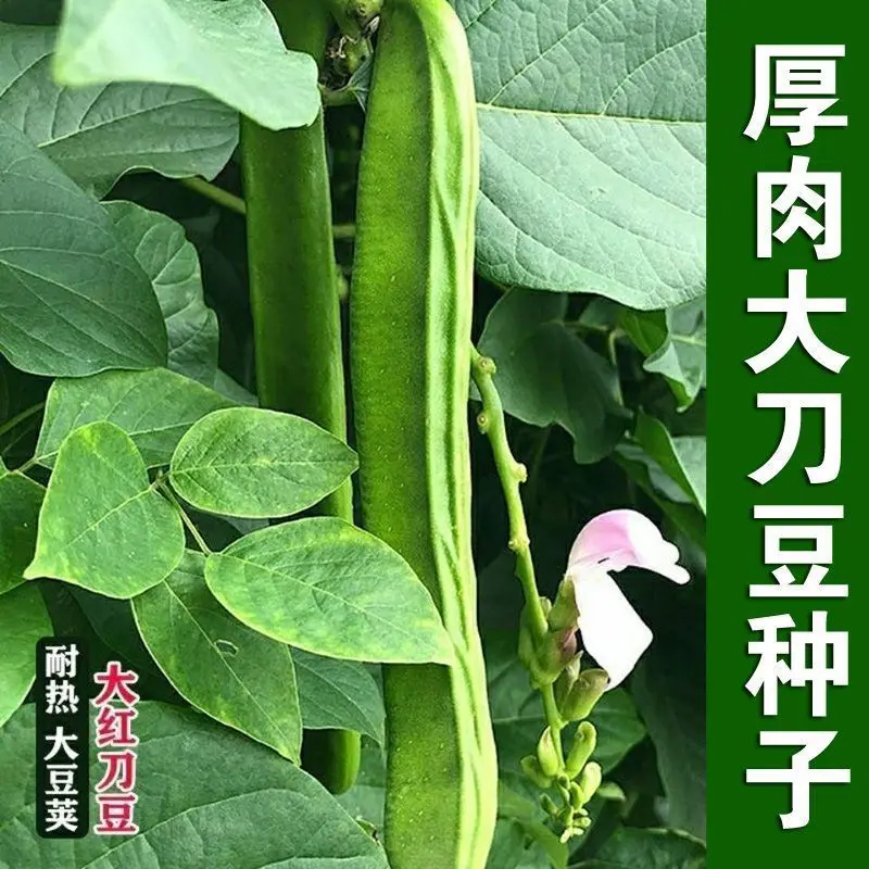 厚肉大刀豆种子孑春季夏季秋季耐热四季蔬菜挟剑豆长大刀豆种籽