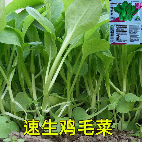 鸡毛菜种子种籽18天四季小白菜青菜油菜上海青阳台盆栽蔬菜蔬莱孑