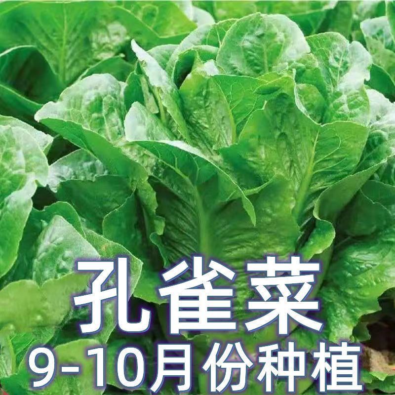 孔雀菜种孖生吃脆甜高营养直立长寿生菜春秋播种盆栽大田沙拉蔬菜