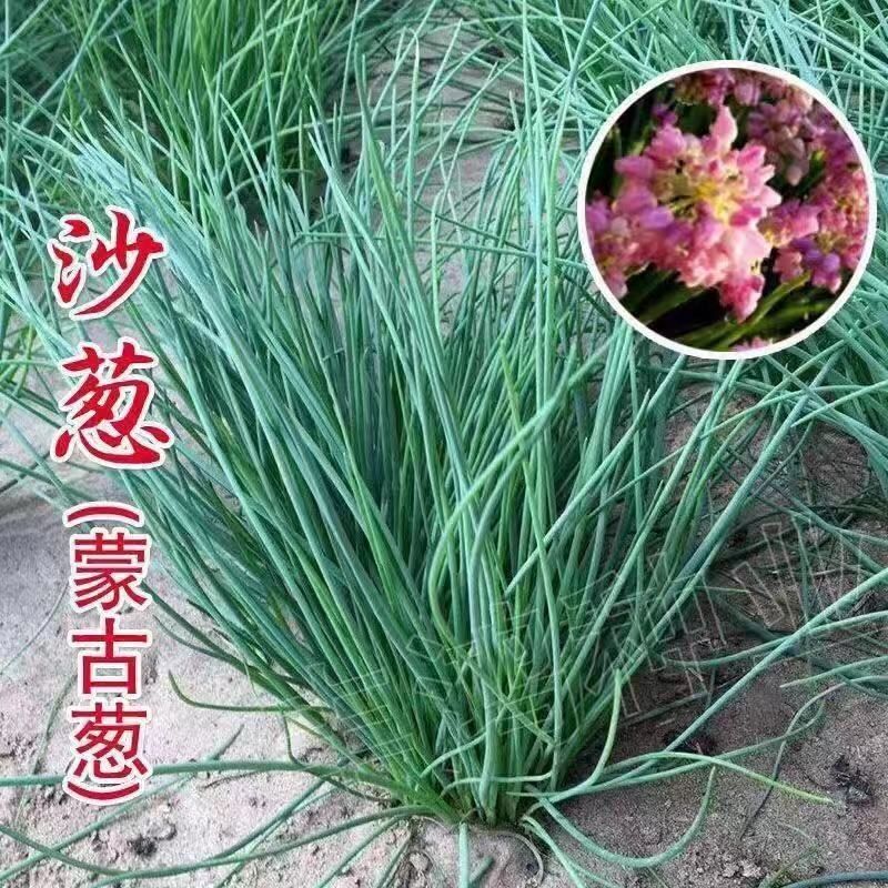 野生沙葱种子胡葱种孑耐寒耐旱四季韭葱香葱盆栽阳台蔬菜种籽内蒙