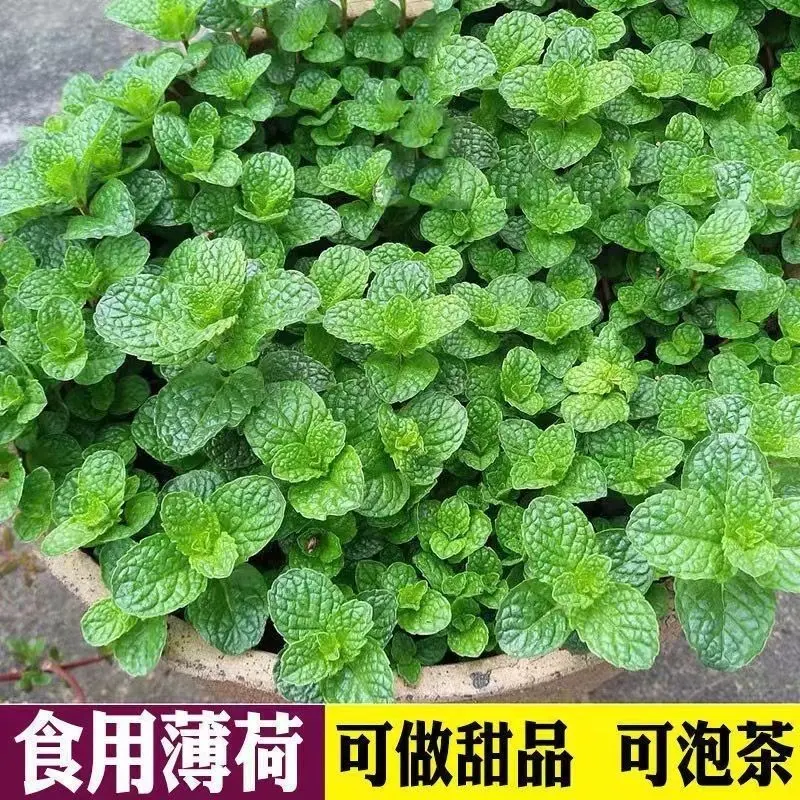 食用薄荷种子柠檬薄荷种子驱蚊花草植物种子四季阳台盆栽四季高产