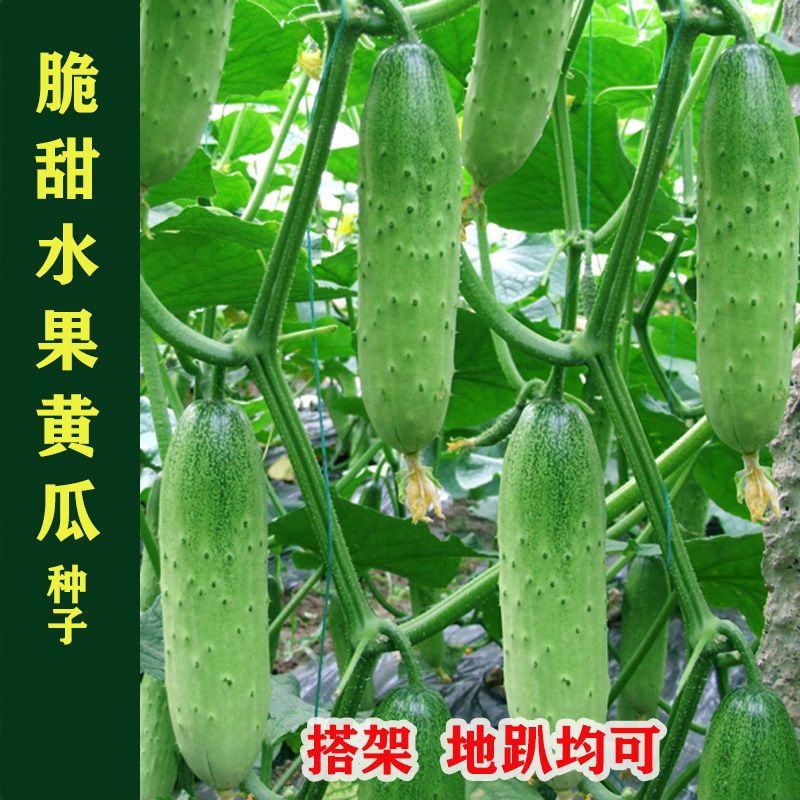 水果黄瓜种子四季播种脆甜高产原装可生吃小黄瓜阳台大田蔬菜种子
